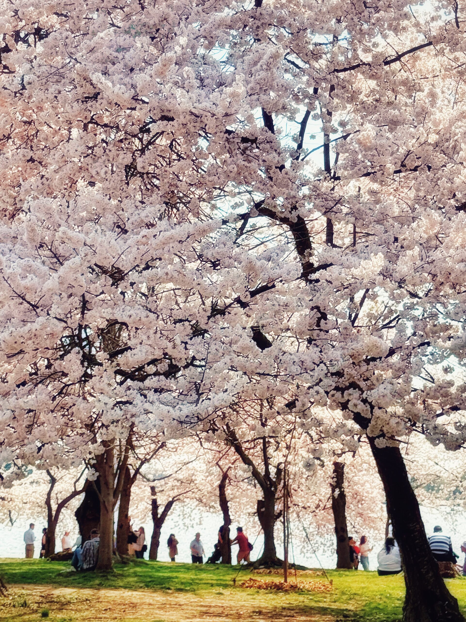 FROM CHERRY BLOSSOMS TO BOOK SIGNINGS🌸March was quite a month! Plus audiobook news!